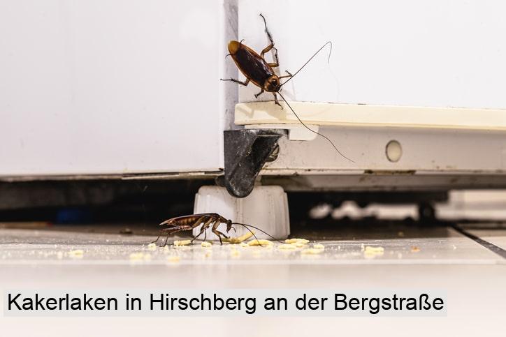 Kakerlaken in Hirschberg an der Bergstraße